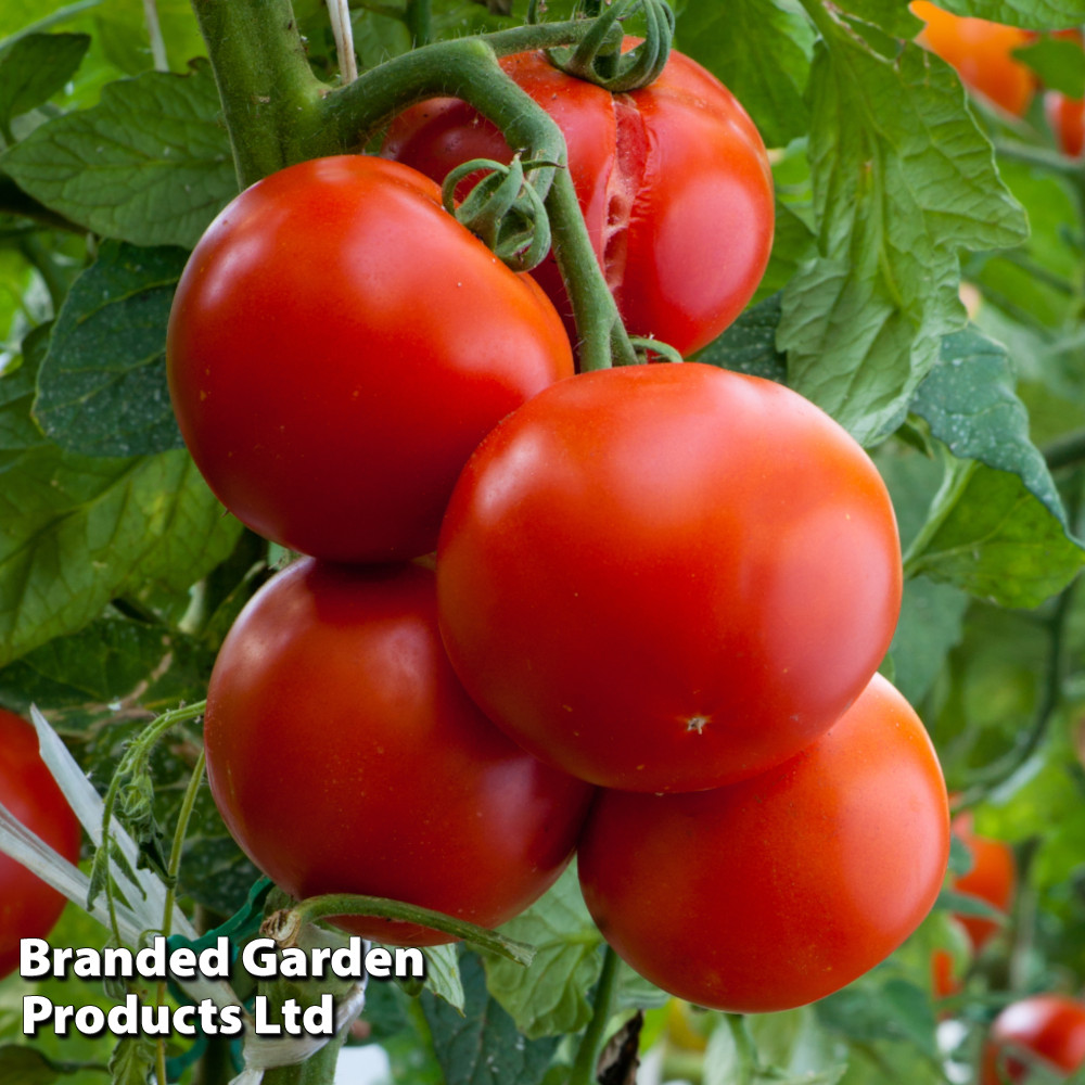 Tomato 'Crimson Crush' (Grafted)