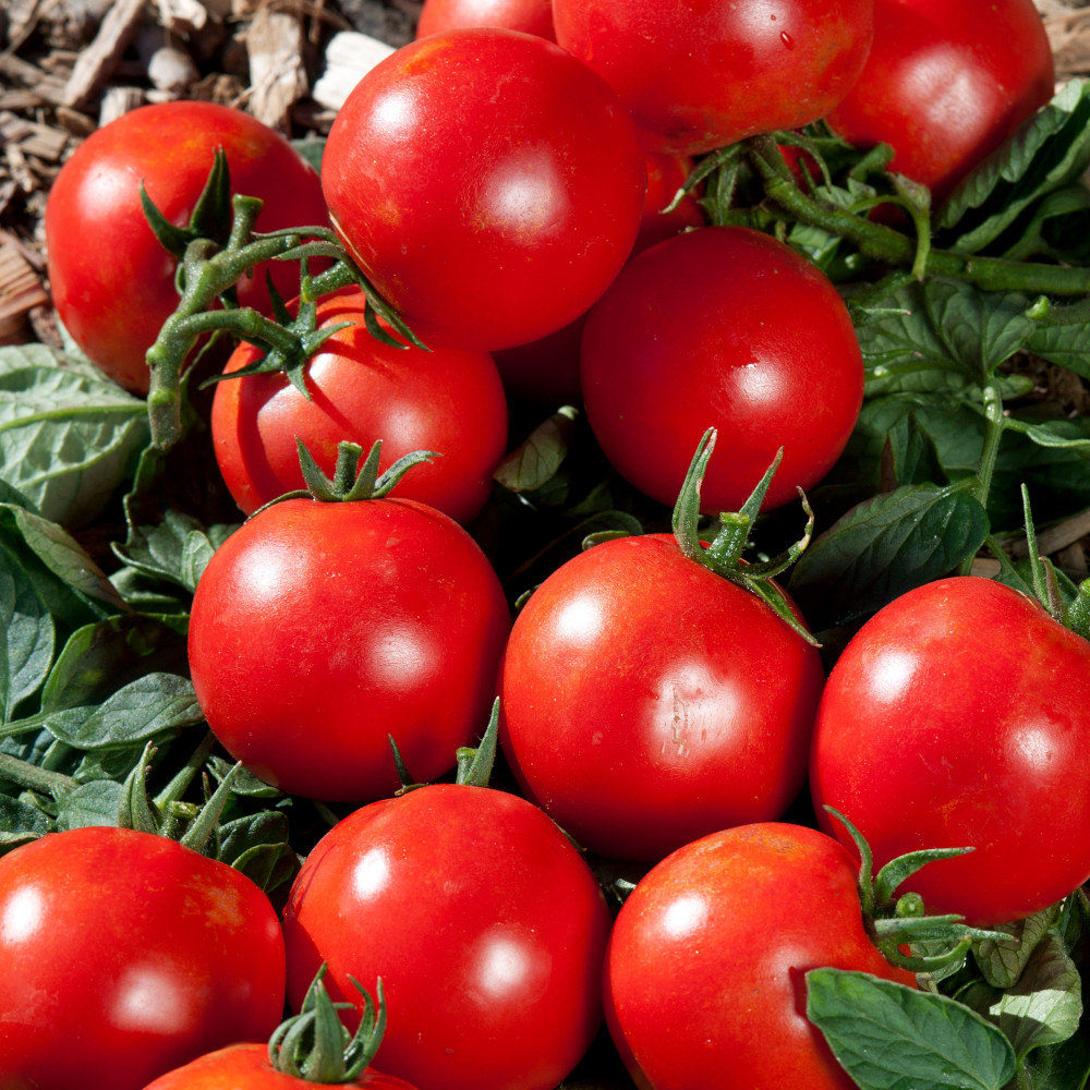 Tomato 'Premio' (Grafted)