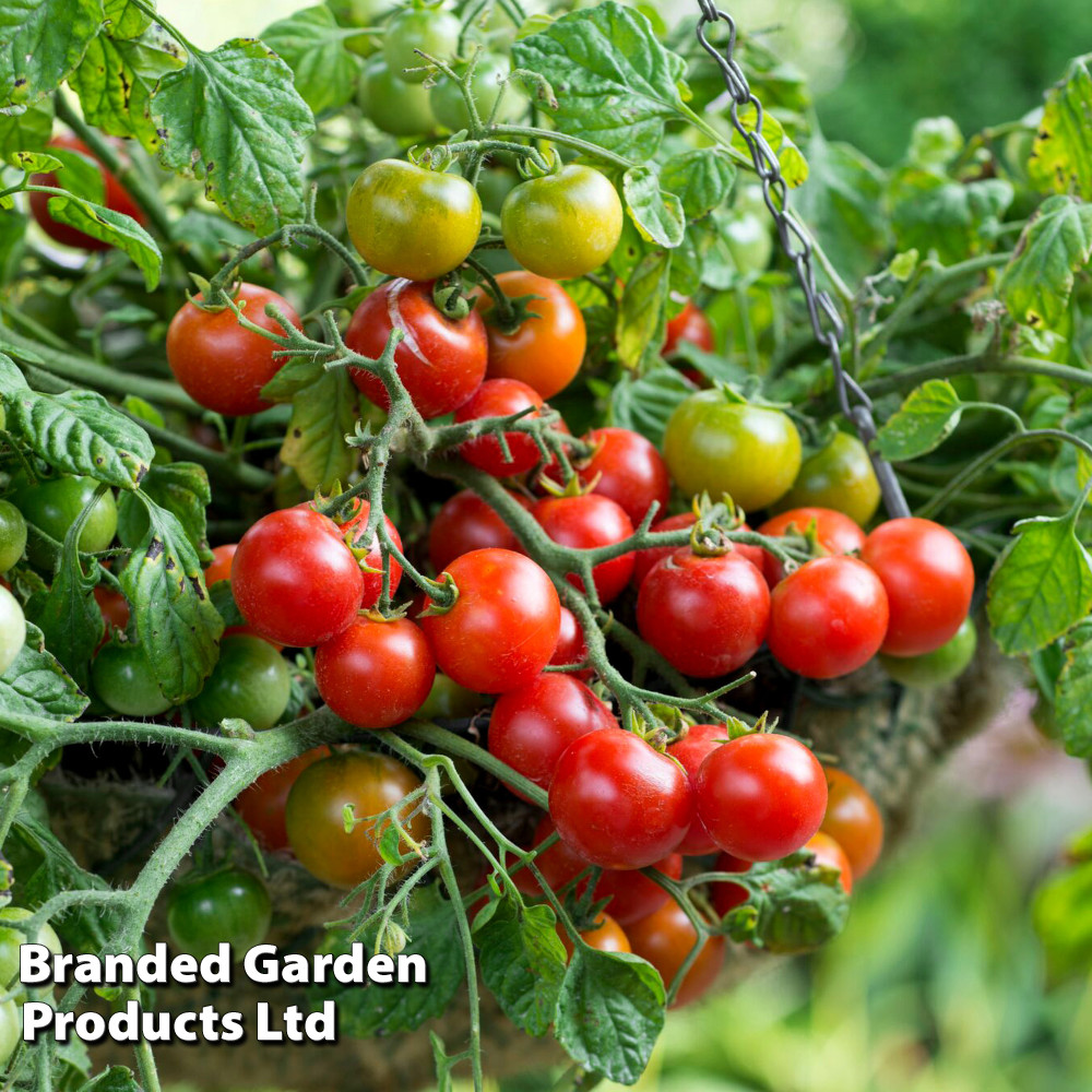 Tomato 'Tumbling Bella'