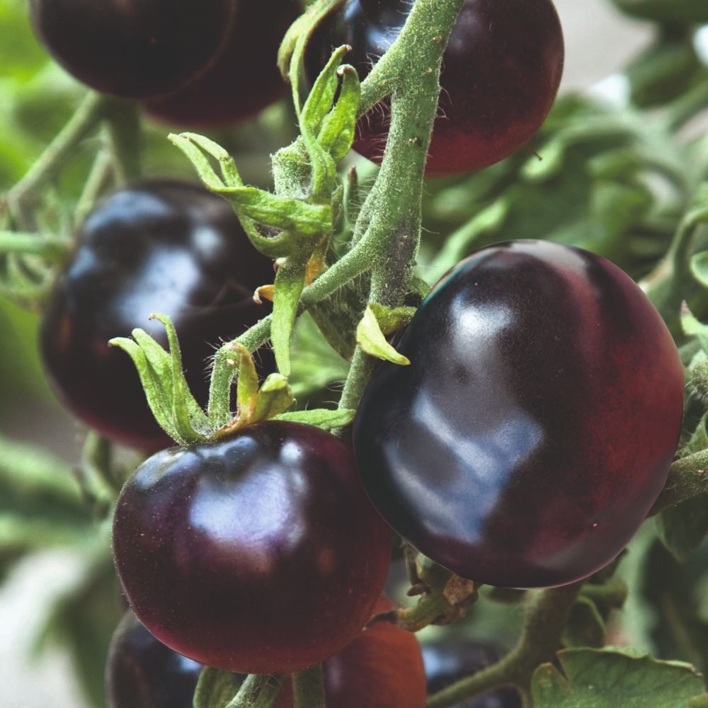 Tomato 'Indigo Rose'