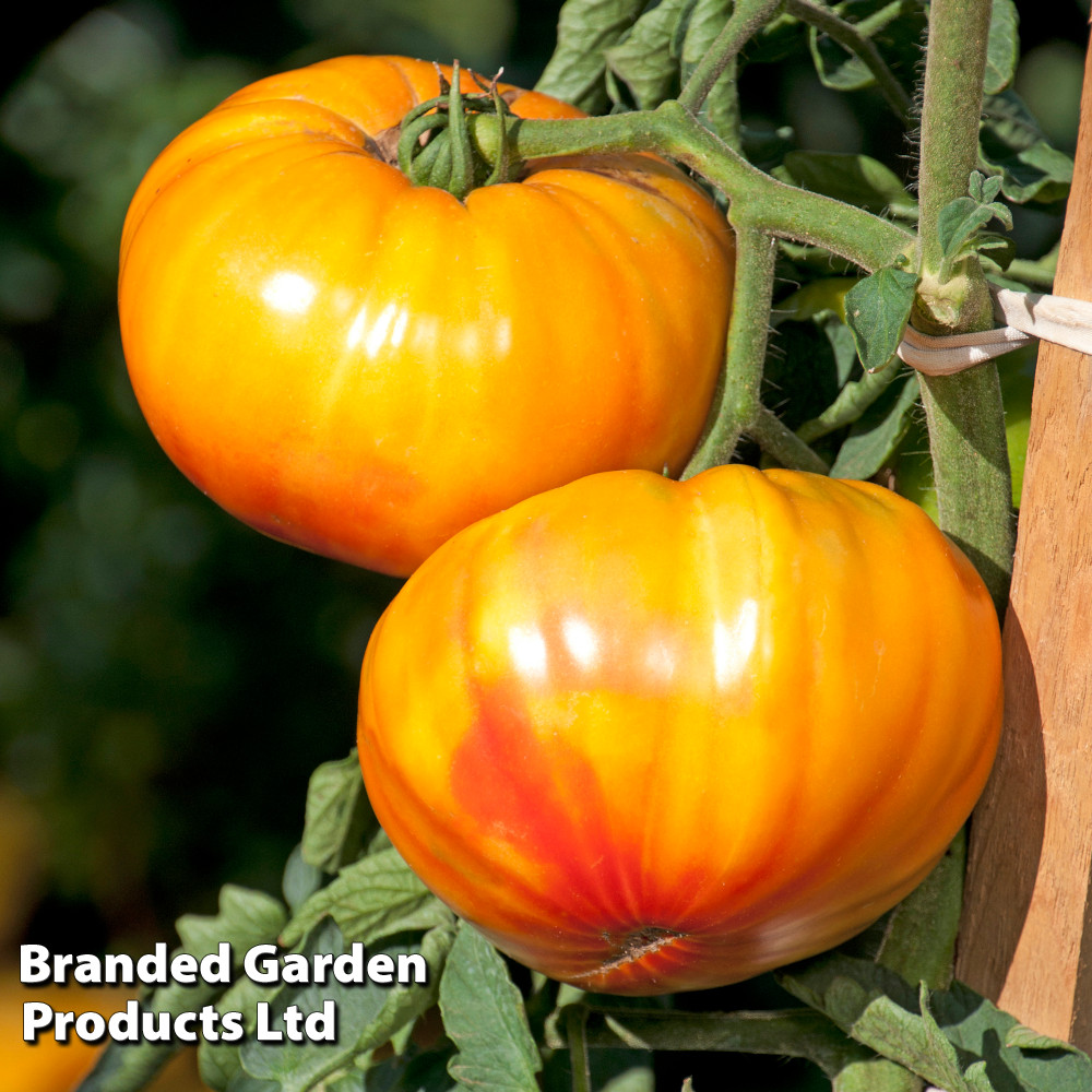 Tomato 'Buffalosun' (Grafted)