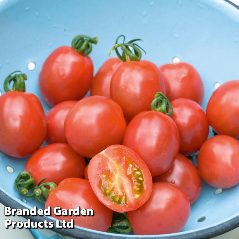 Tomato 'Flamingo'