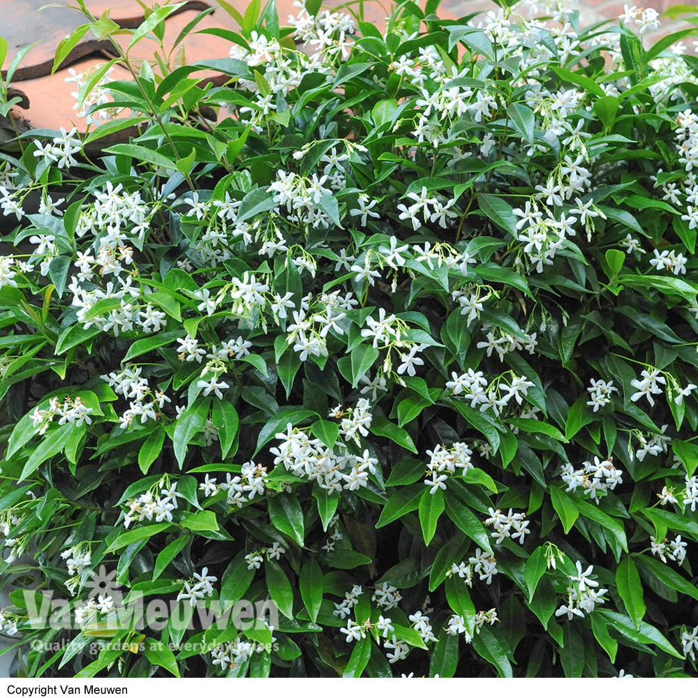 Trachelospermum jasminoides