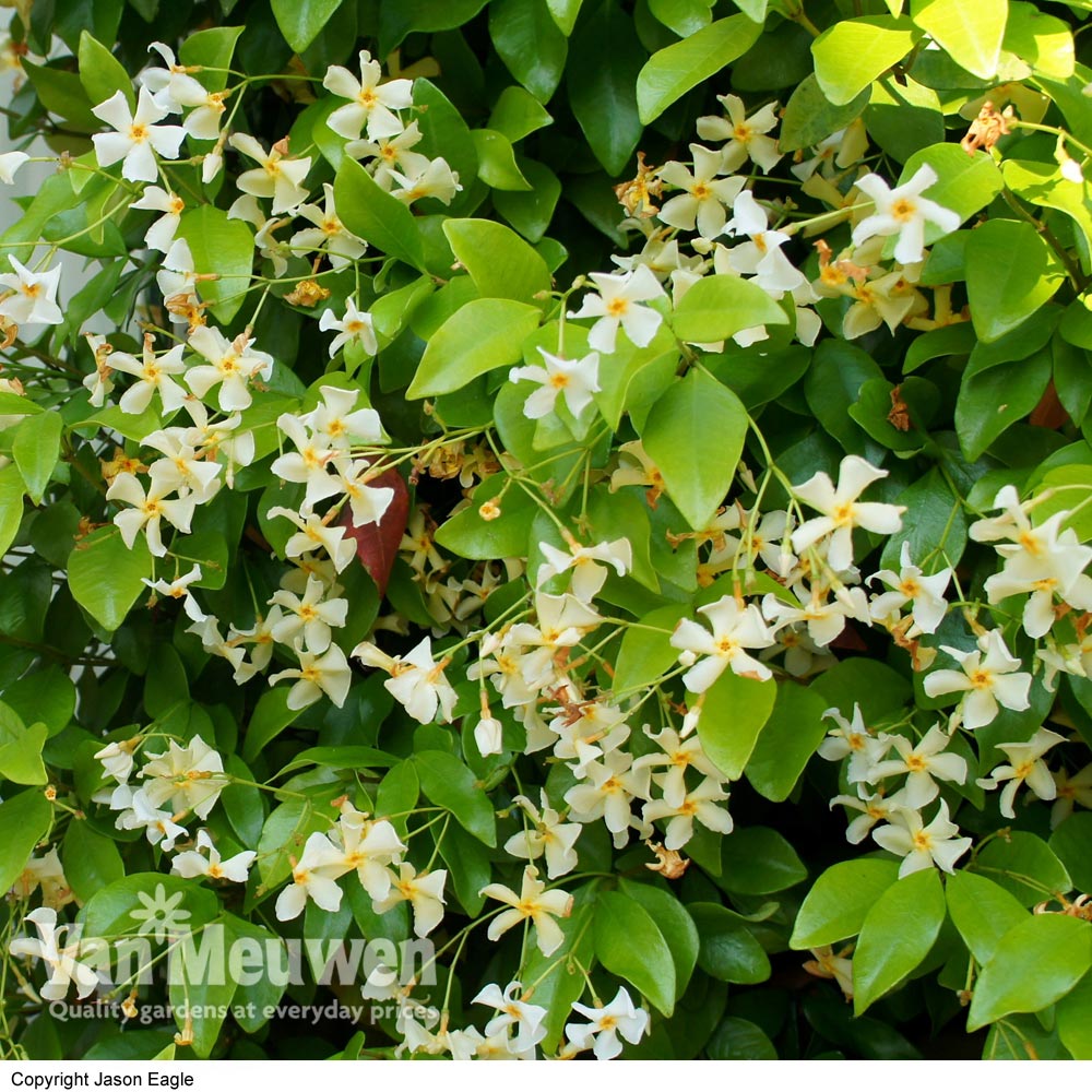 Trachelospermum jasminoides 'Star of Toscana'