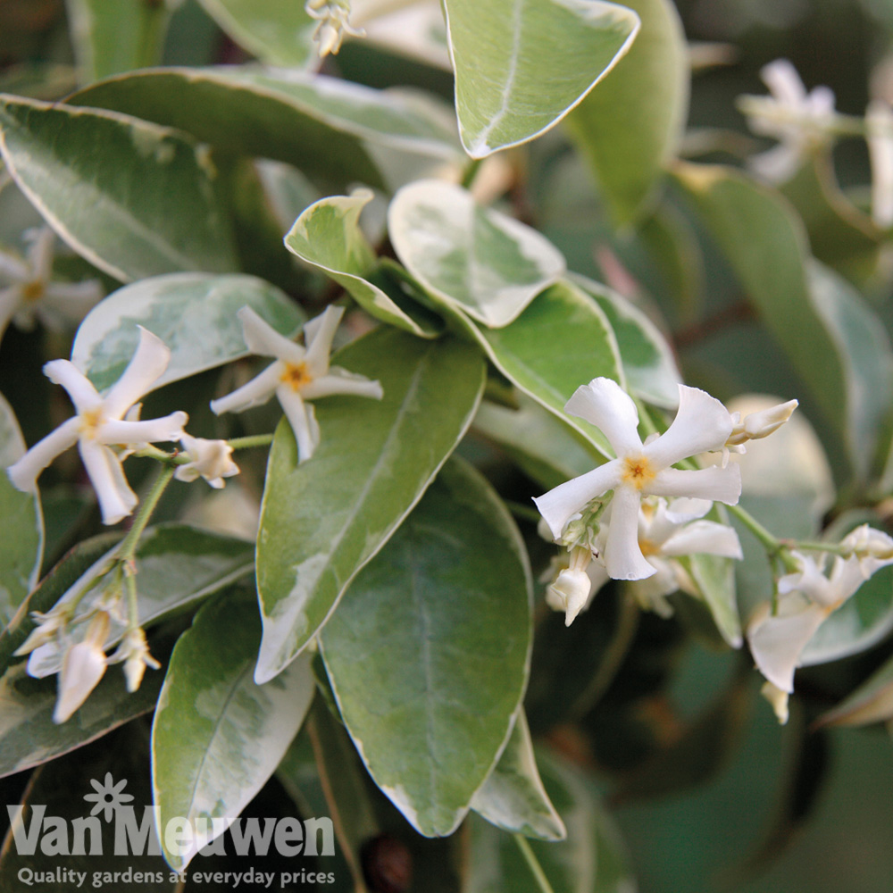 Trachelospermum jasminoides 'Variegatum'