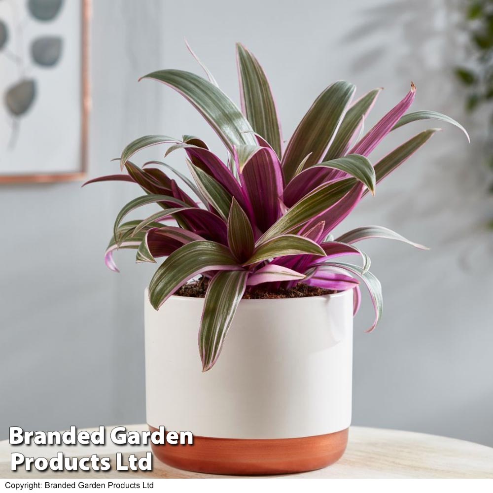 Tradescantia spathacea 'Sitara'