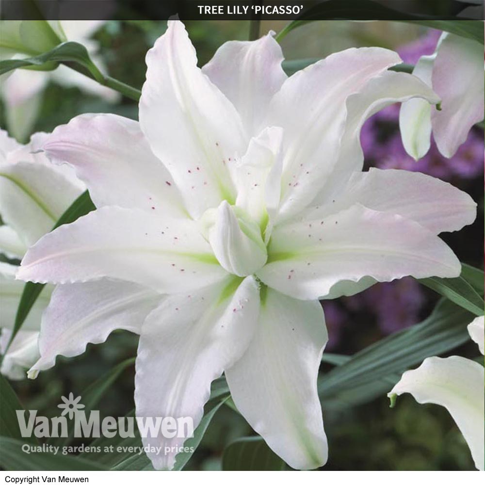 Tree Lily 'Crystal' Collection | Van Meuwen