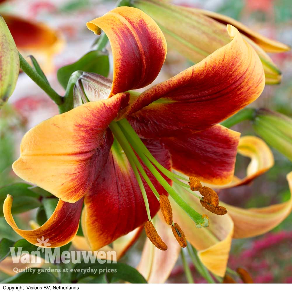 Tree Lily 'Debby'