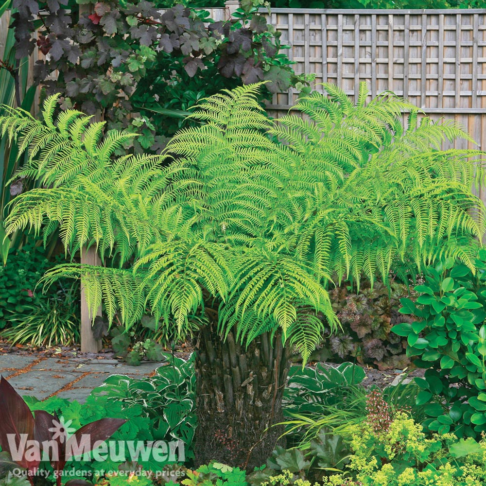 Australian Tree Fern