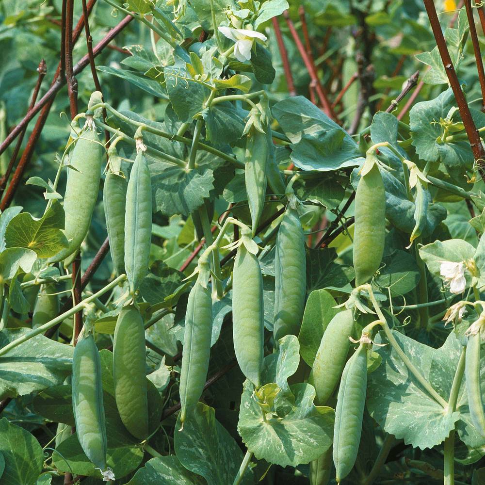 Pea 'Kelvedon Wonder' (Start-A-Garden&trade; Range)