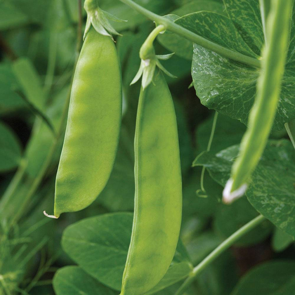 Pea 'Mangetout' (Start-A-Garden&trade; Range)