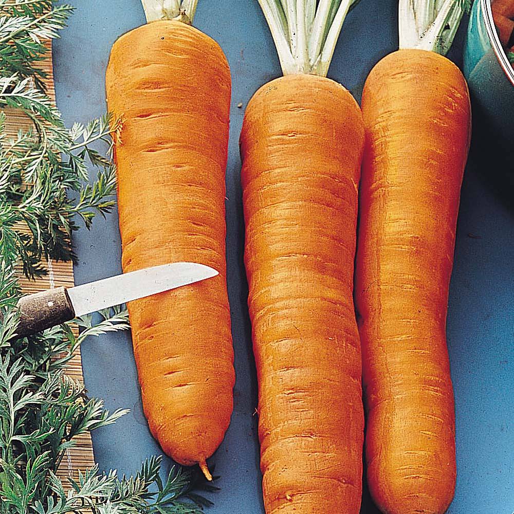 Carrot 'Autumn King' (Start-A-Garden&trade; Range)