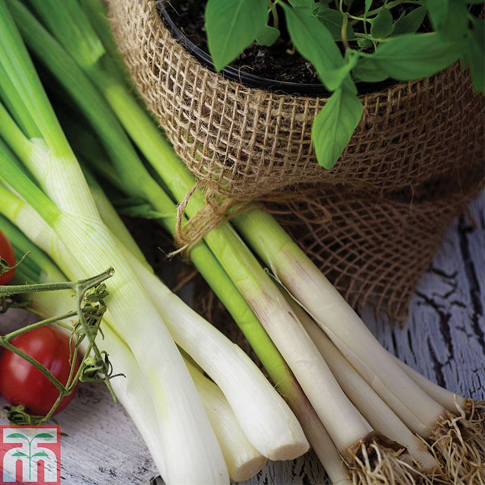 Spring Onion 'White Lisbon' (Start-A-Garden&trade; Range)