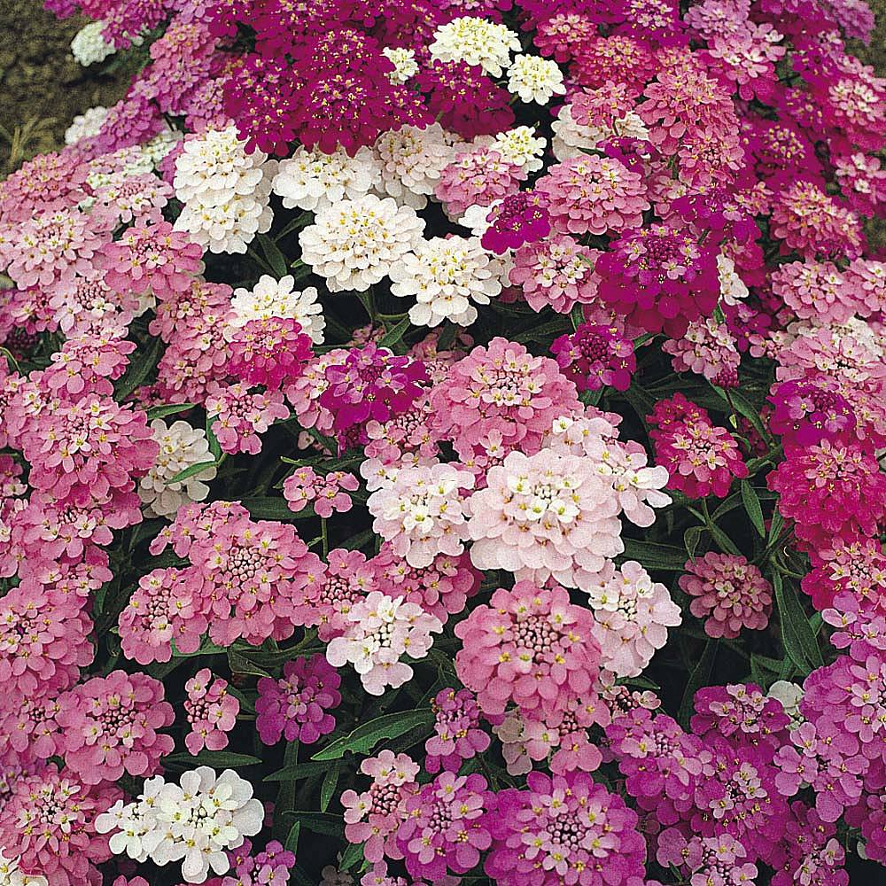 Candytuft 'Dwarf Fairy' (Start-A-Garden&trade; Range)