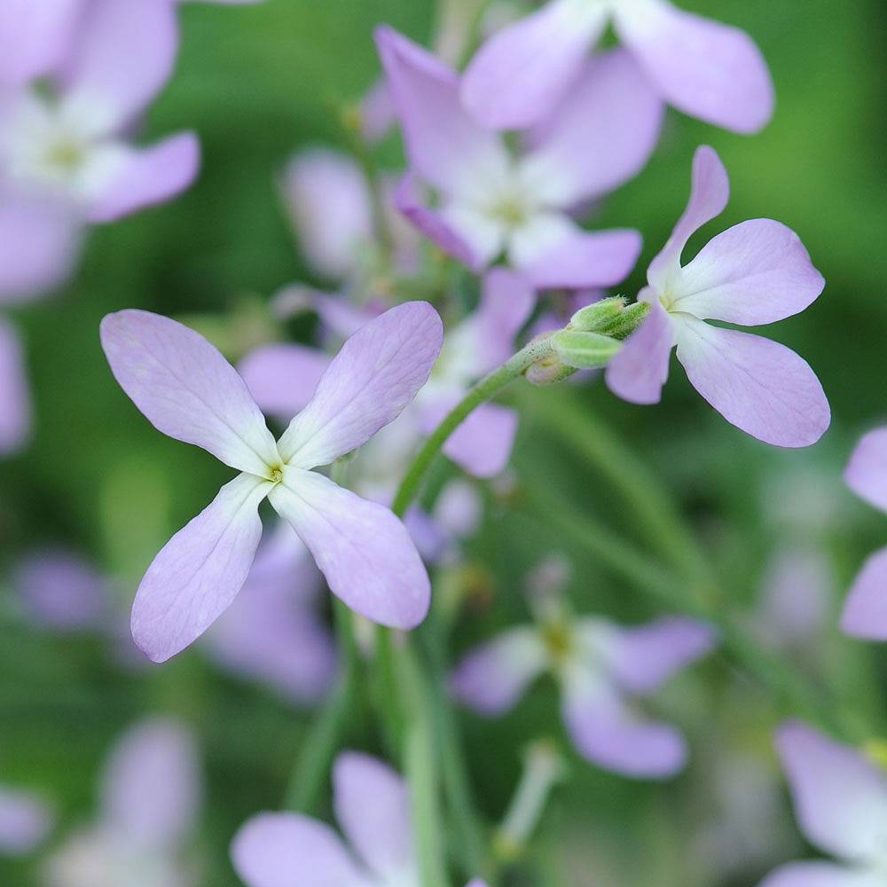 Stocks 'Night Scented' (Start-A-Garden&trade; Range)