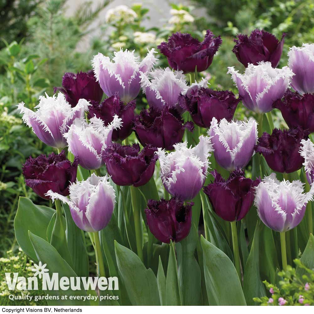 Tulip 'Black Cherry Frost'