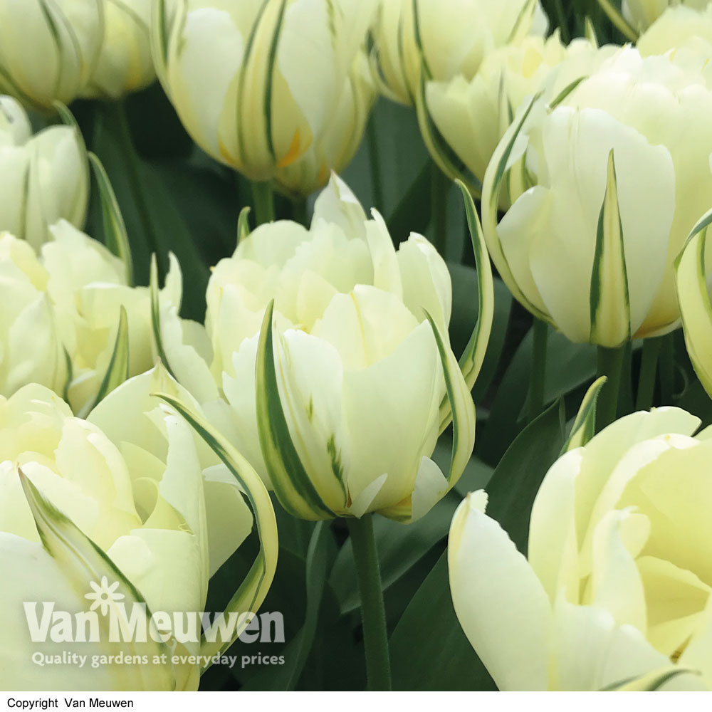 Tulip 'White Valley'