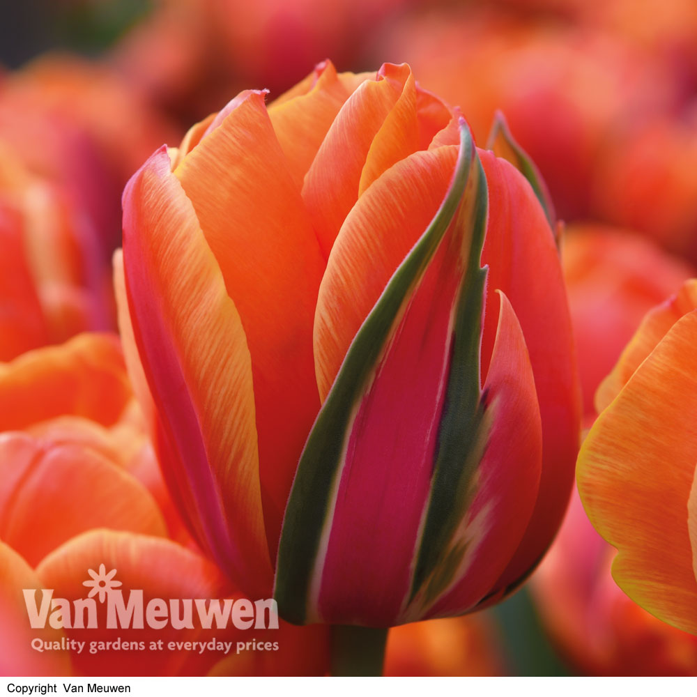 Tulip 'Queensday'