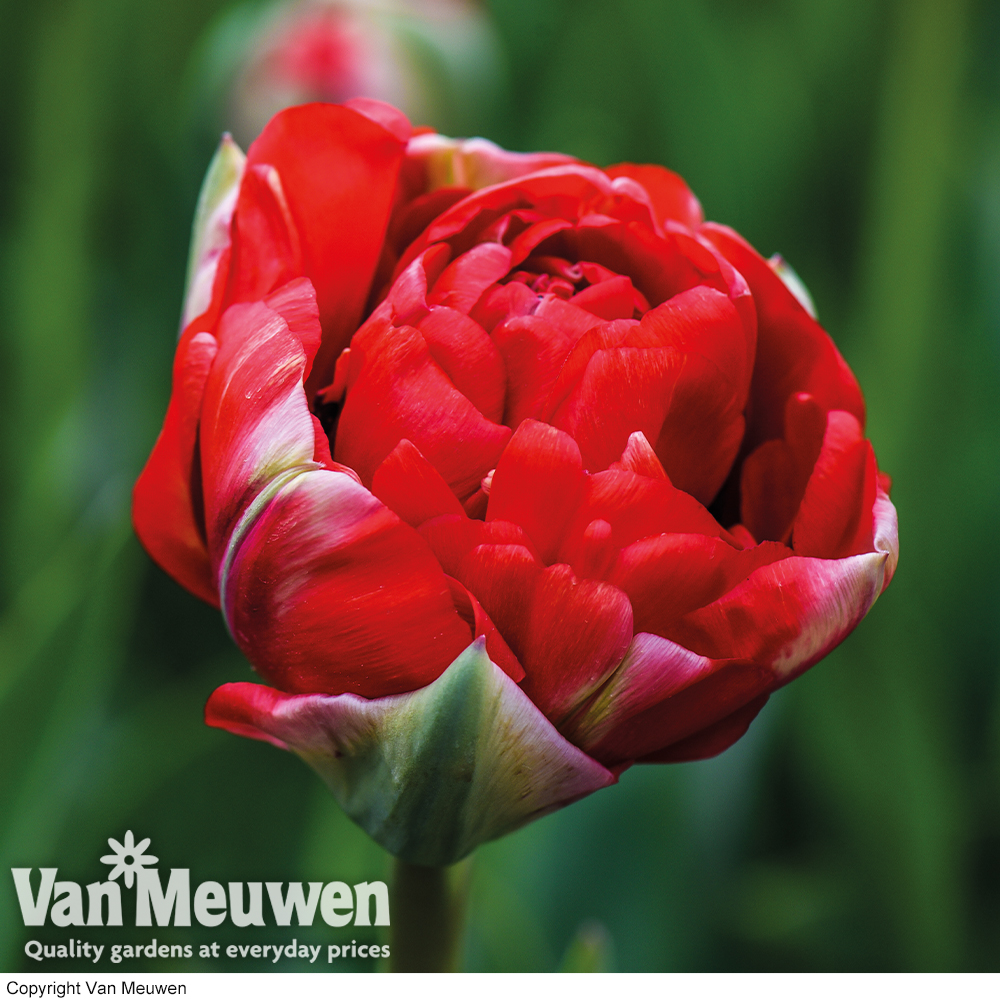 Tulip 'Boombastic Red'