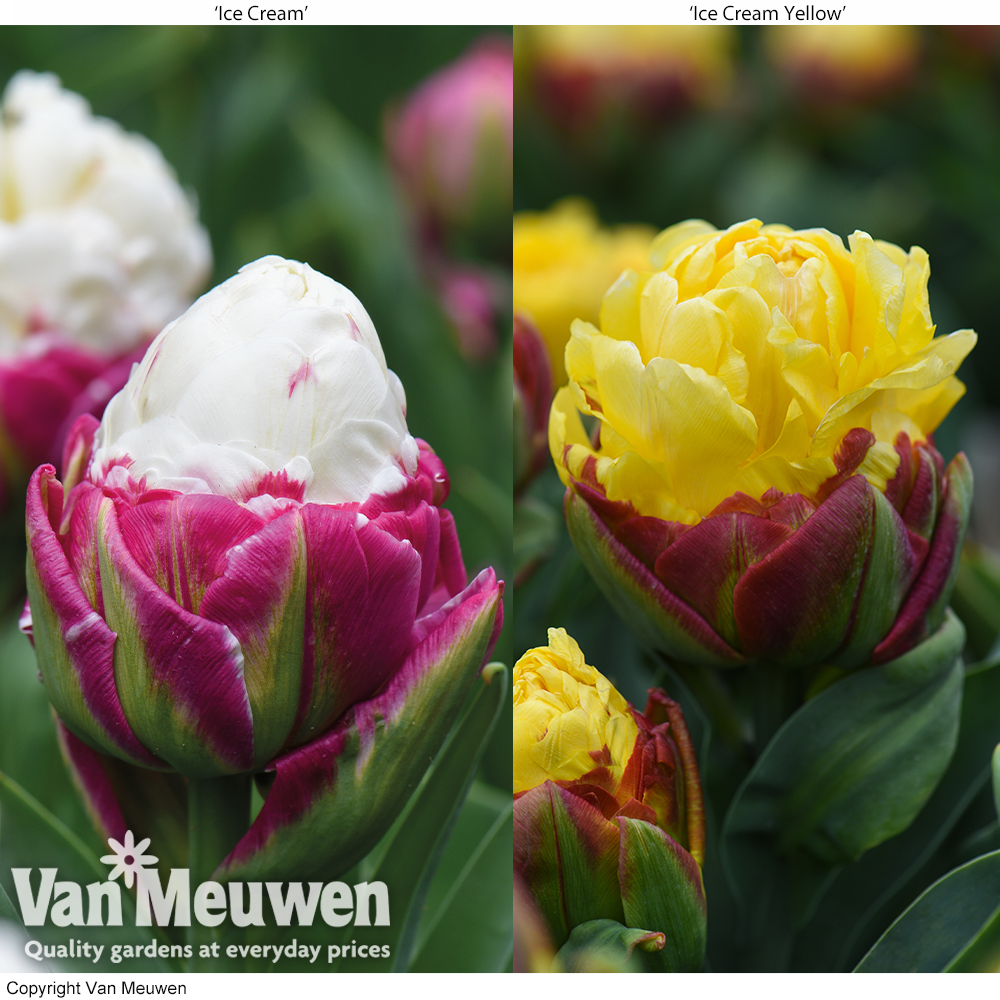 Tulip 'Ice Cream Duo'