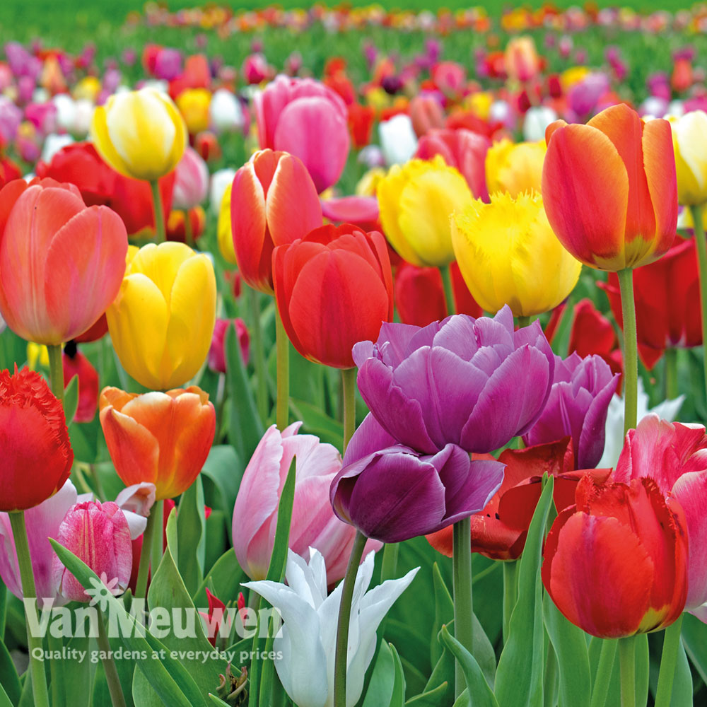 Tulip 'Majestic Mix'