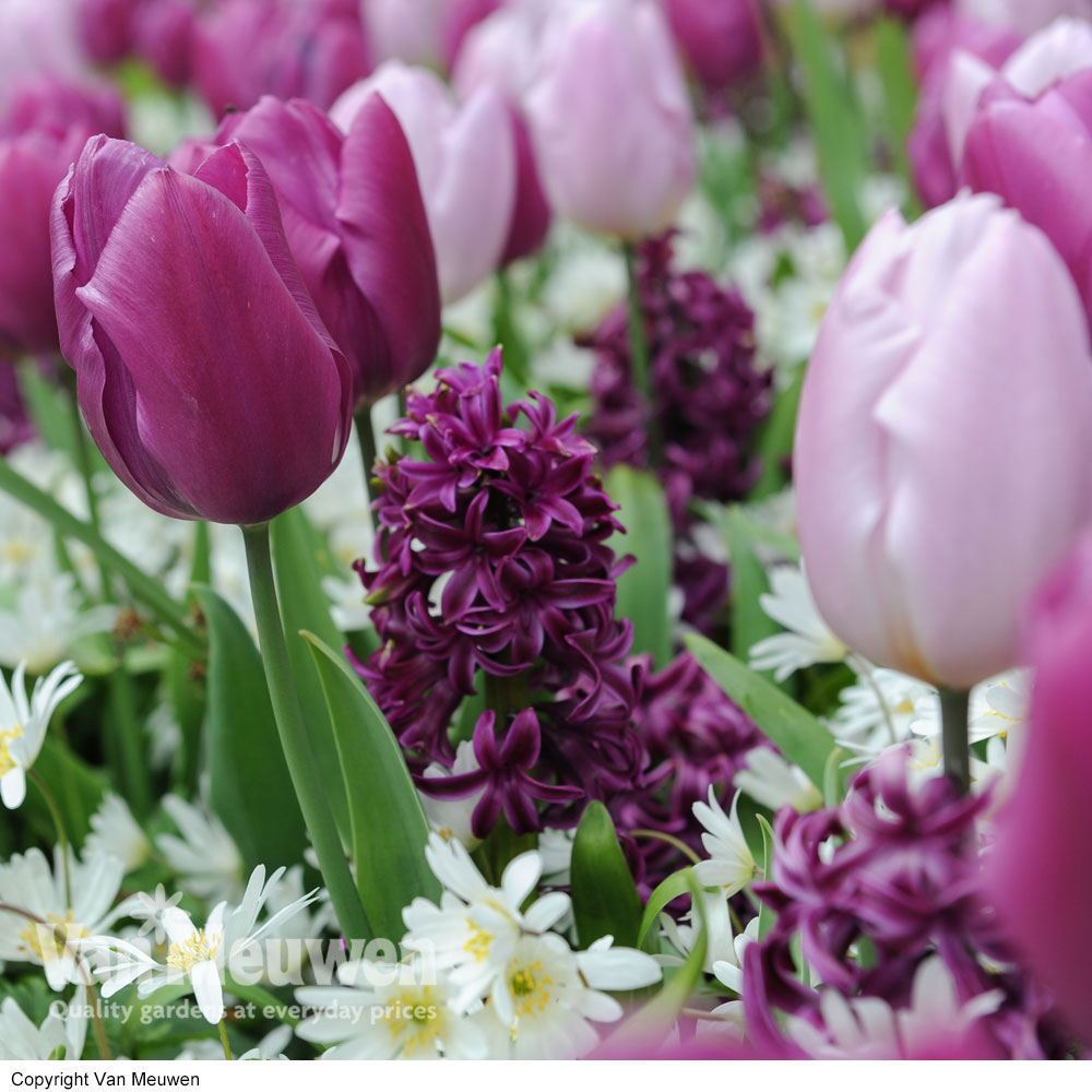 Tulip, Hyacinth & Anemone Mix