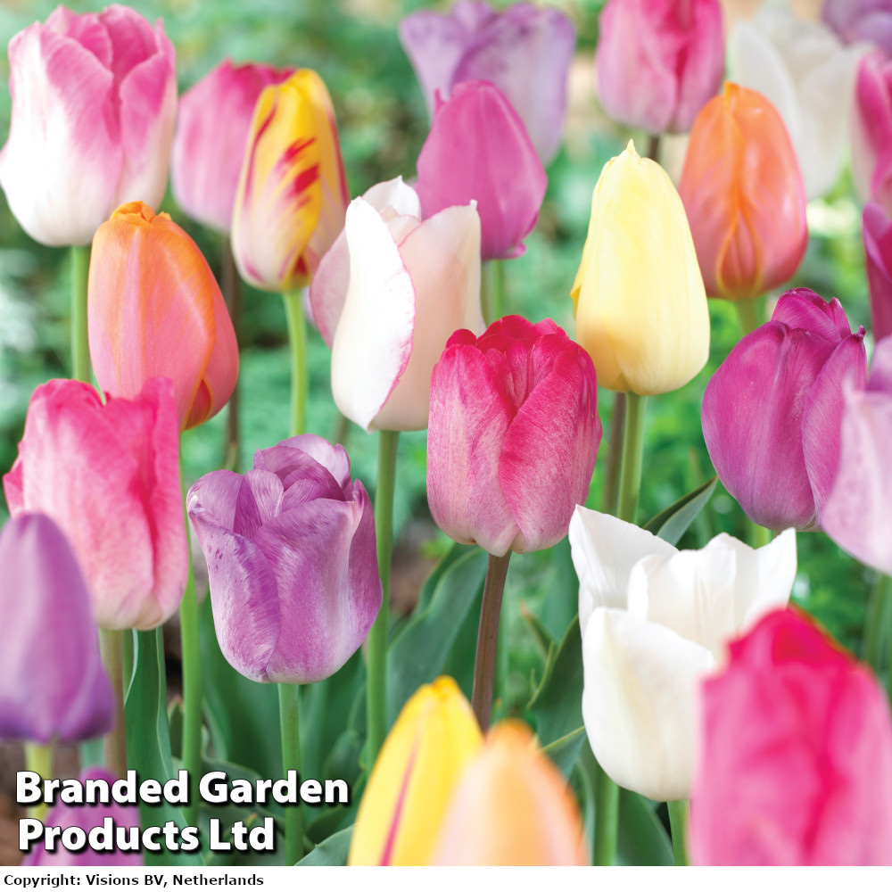 Tulip Patio Collection