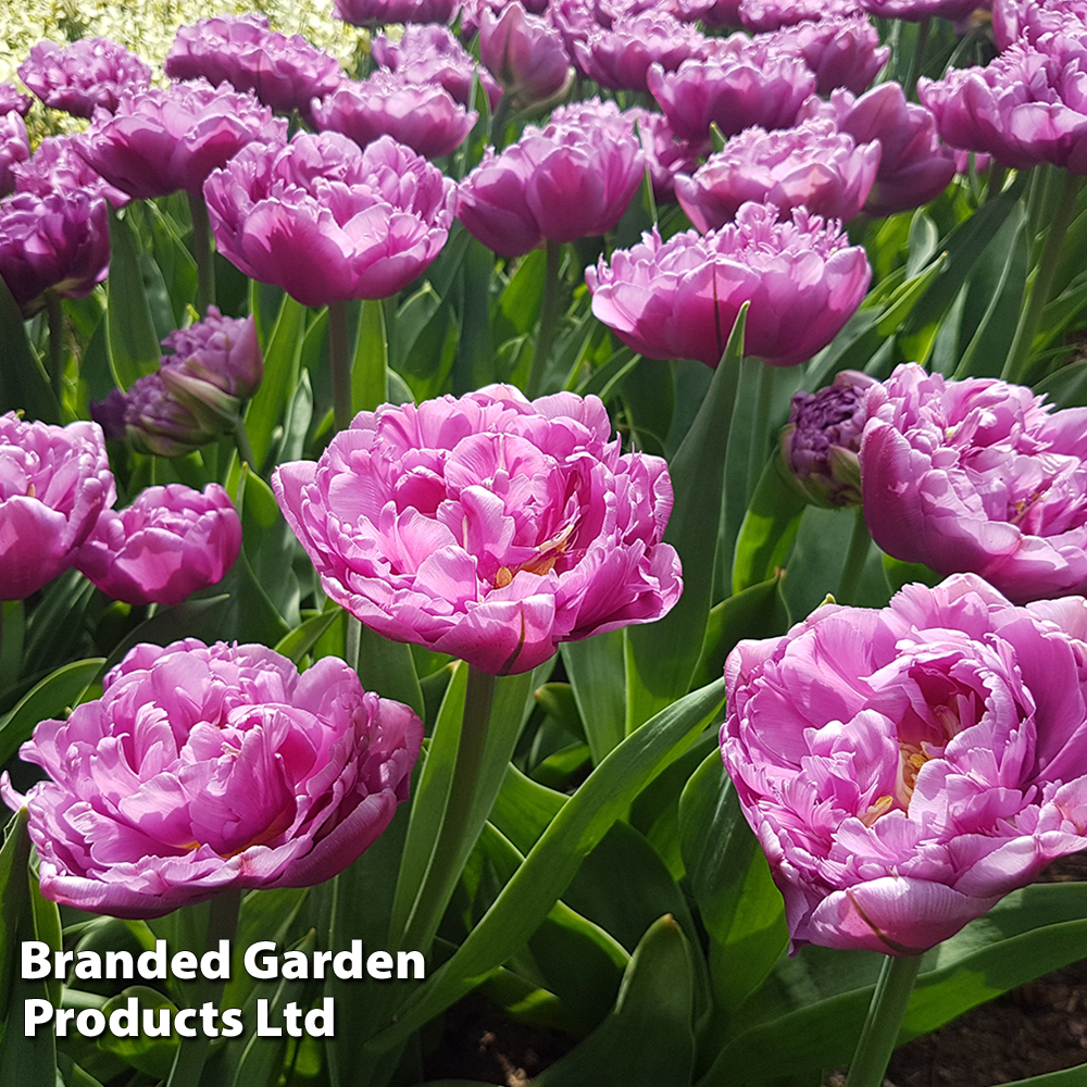 Tulip 'Jackpot'