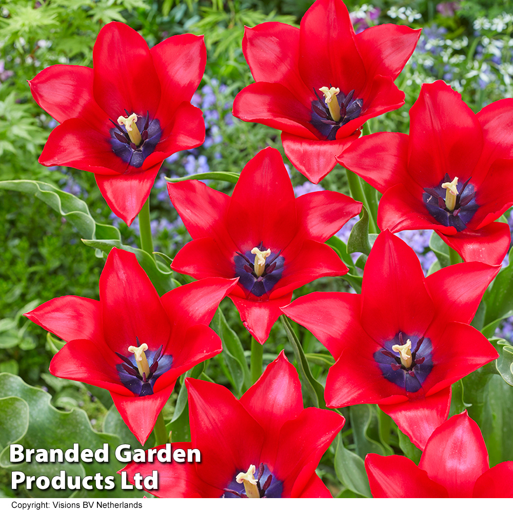 Tulip 'Invitation'