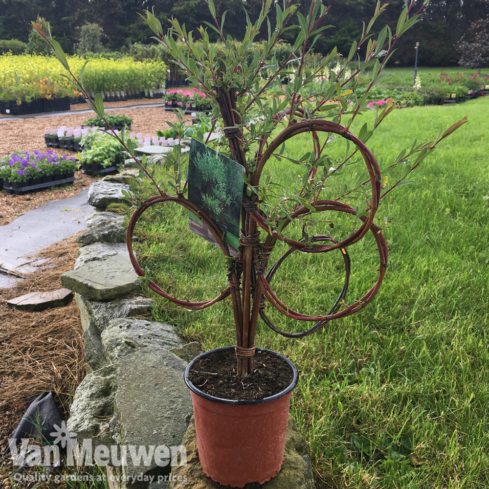 Willow Sculpture