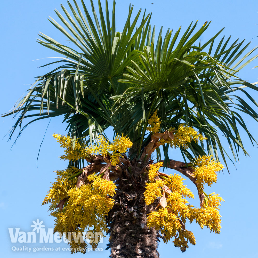 Trachycarpus fortunei