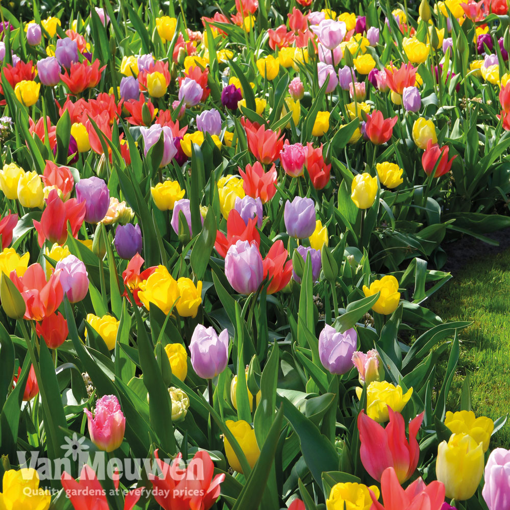 Tulip 'Full Border Mix'