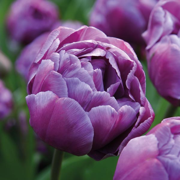 Tulip 'Blue Diamond'