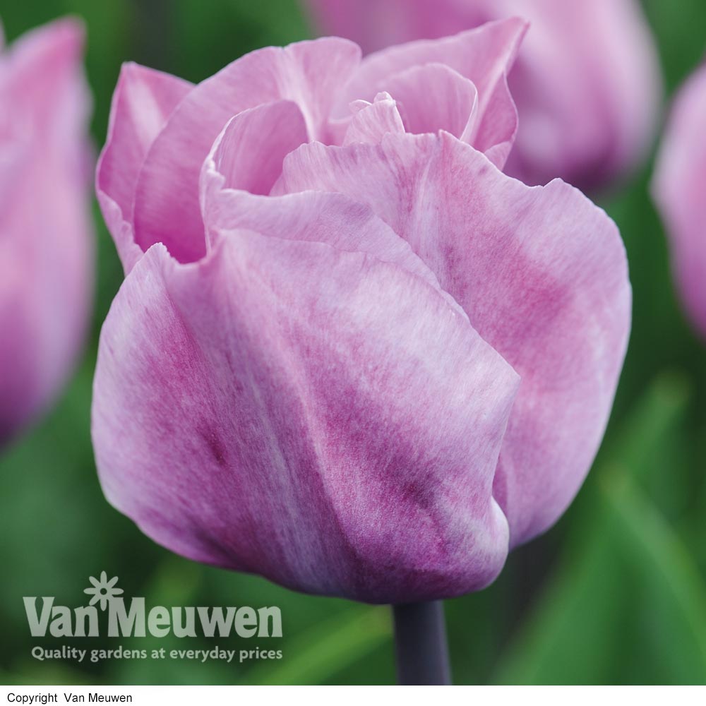 Tulip 'Carre'