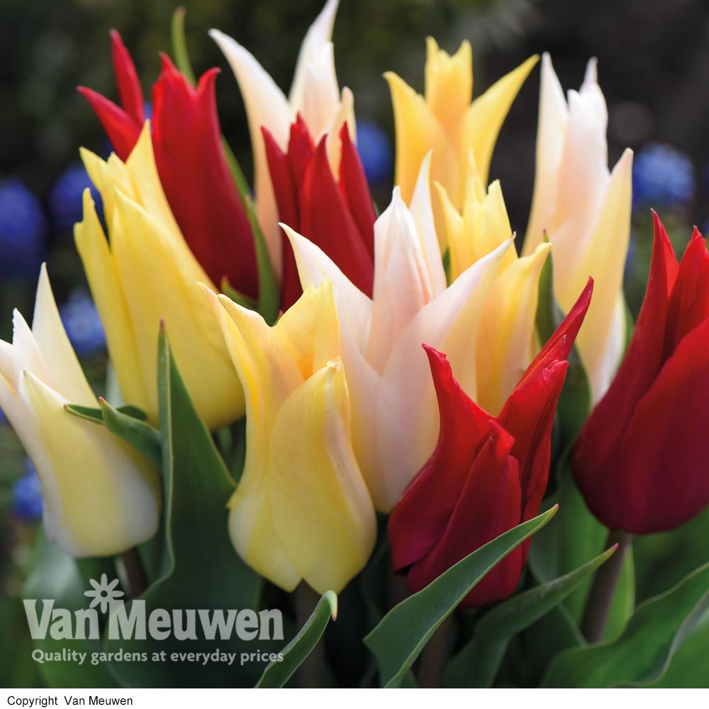 Tulip Elegant Mix