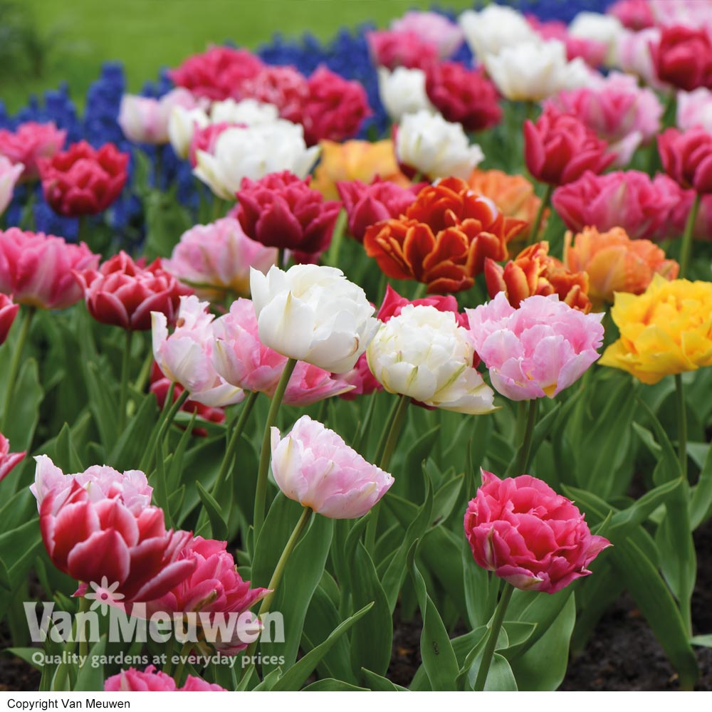 Tulip 'Murillo Mixed'