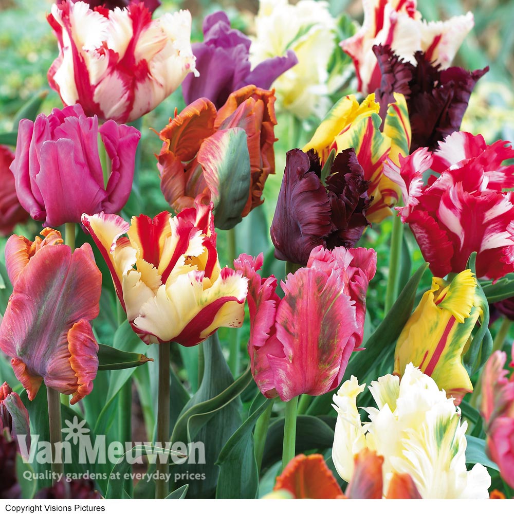 Tulip 'Parrot Mixed'