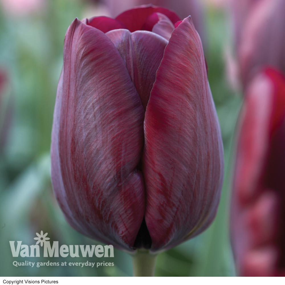 Tulip 'Ronaldo'