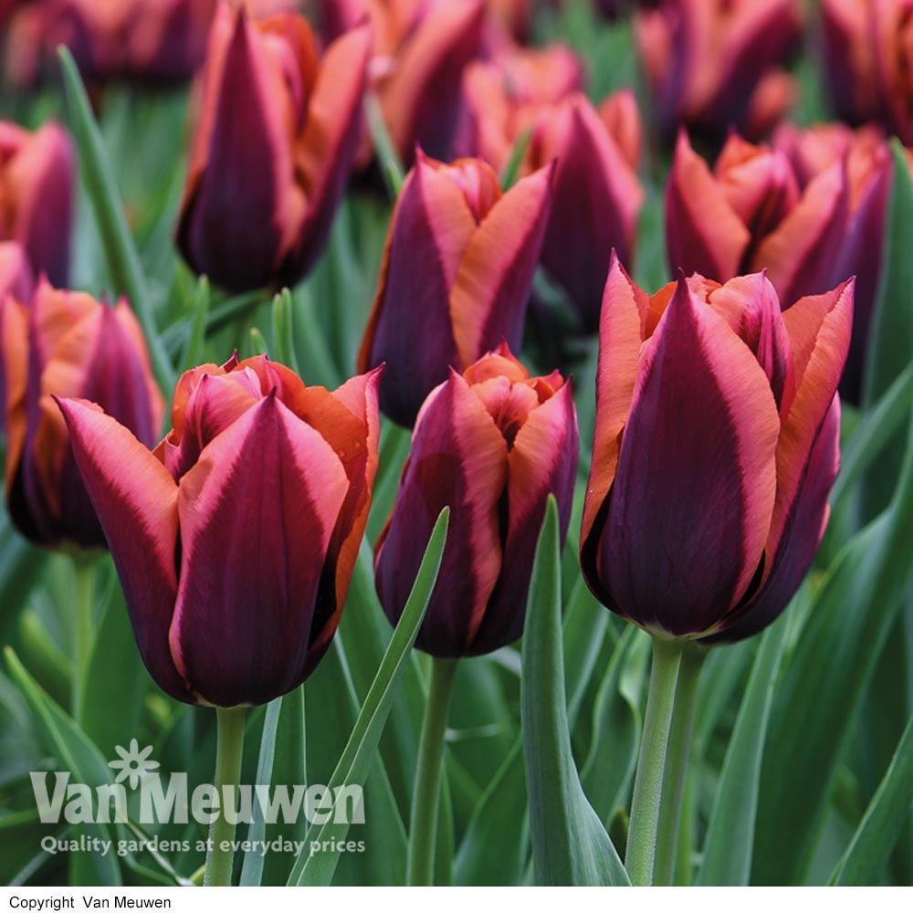 Tulip 'Slawa'