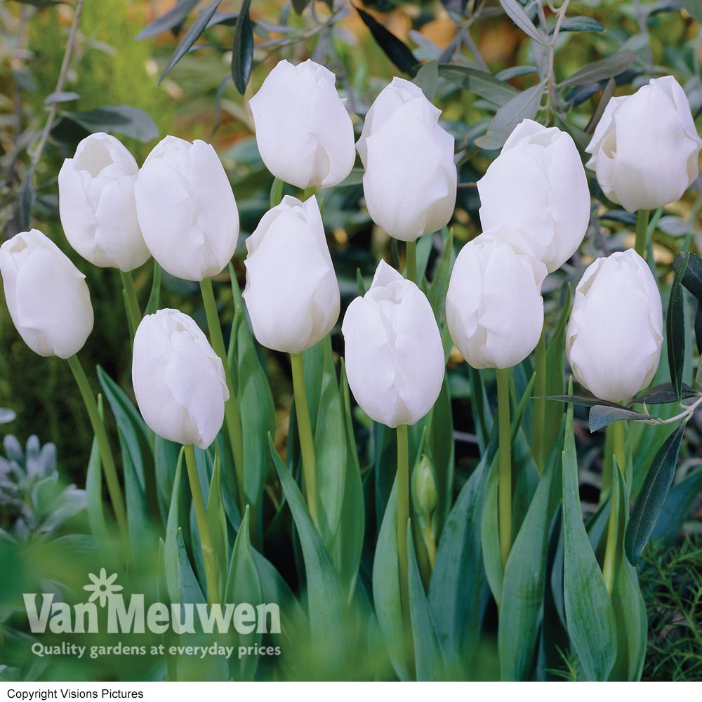 Tulip 'Snowstar'