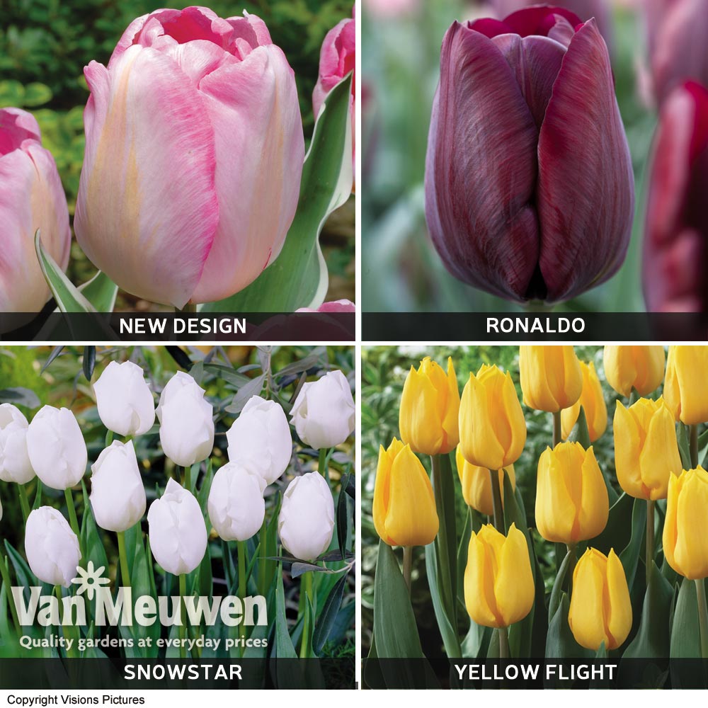 Tulip 'Triumph Collection'