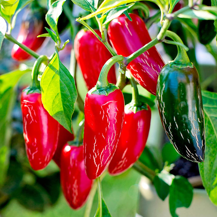 Chilli Pepper 'Xalapa'