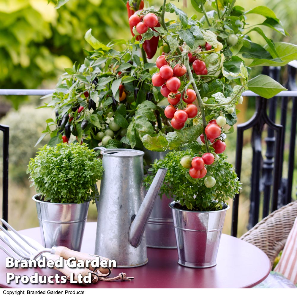 Patio Vegetable Plants Collection