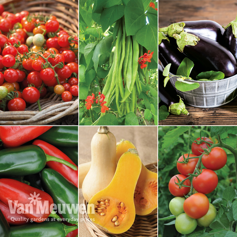 Nurseryman's Choice Vegetable Collection