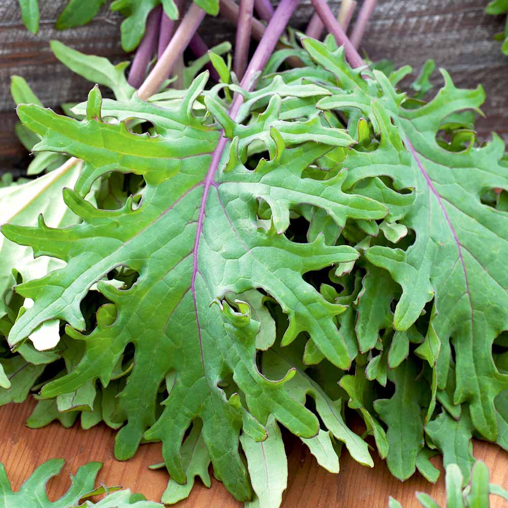 Kale 'Red Russian'