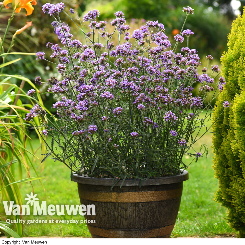 Verbena bonariensis 'Royal Dreams'