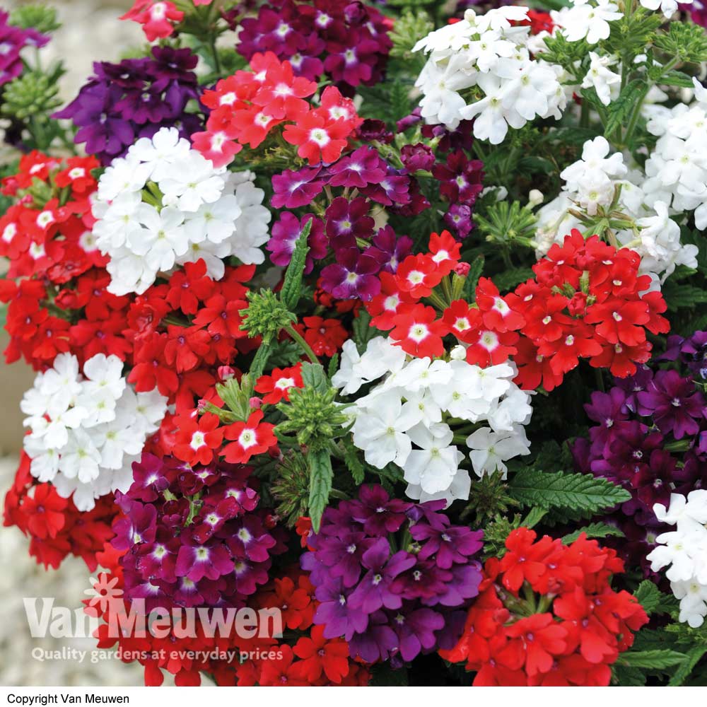 Verbena 'Quartz Mix'