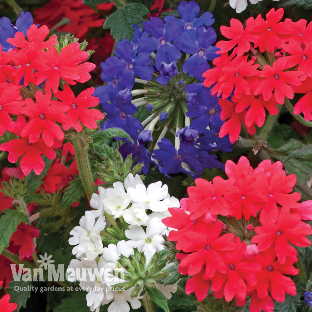 Verbena 'Union Jack' (Garden Ready)