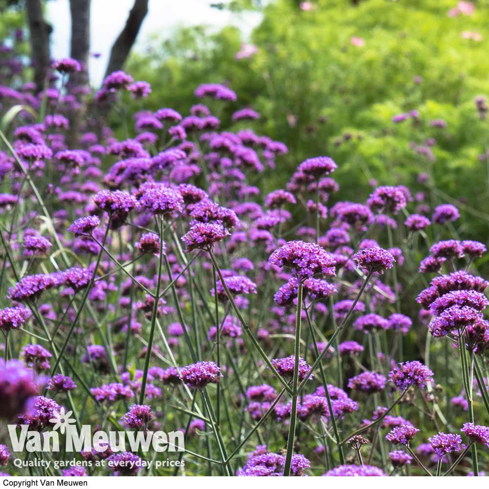 Verbena bonariensis 'Buenos Aires'