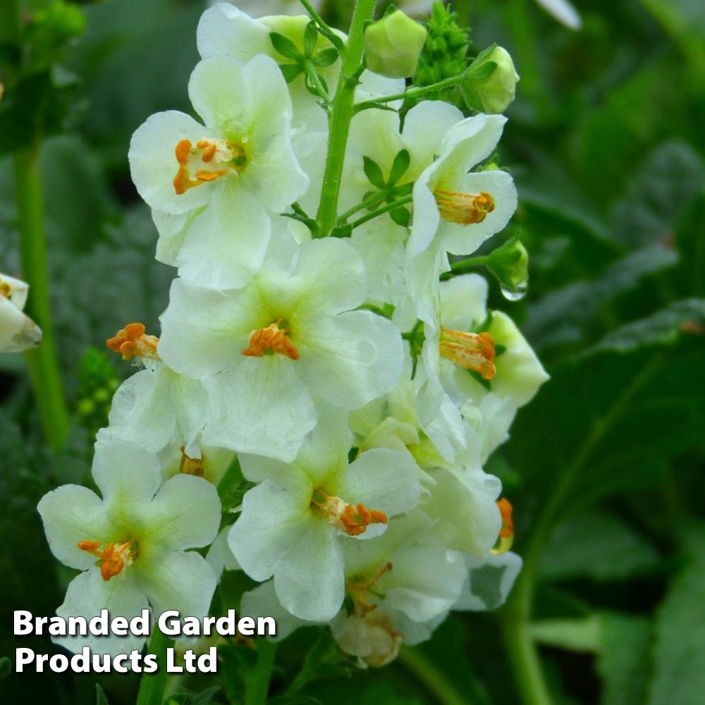 Verbascum phoeniceum Flush of White from Van Meuwen